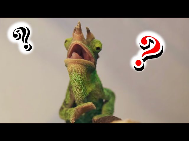 How to make raising chameleons easier with a mesh cage