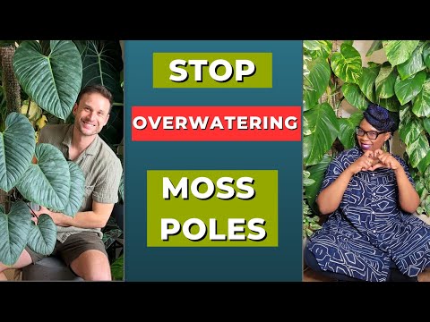 Video: Stopping af mos: Sådan forhindrer du mos på planter