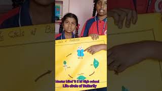 Life circle of butterfly project - science fair Master Mind's E M High school Duvvada