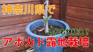 神奈川県でアボカドの露地栽培が出来る！？露地植えをやるなら〇〇を選べ！