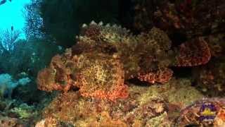 Red Sea UNDERWATER, Part2. Красное море, подводный мир.Часть 2