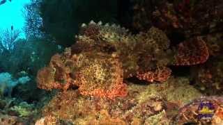 Red Sea Underwater, Part2. Красное Море, Подводный Мир.часть 2