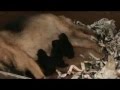Cachorros Pastor Alemán En Venta del Coto De Lobos