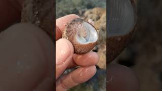 What Was Hiding Under This Rock? 😱#shorts