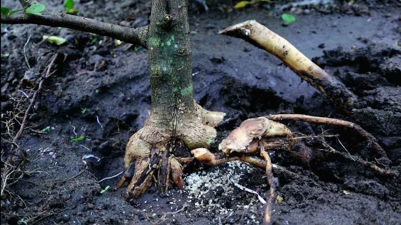 PROGRAM AKAR BOUGENVILLE SINGAPORE