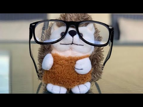 Hedgehog Moments - YouTube