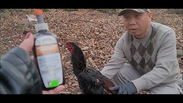 mus saib kuv tus phajEj qaib thaib