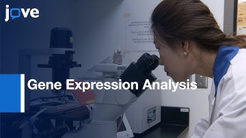 Endothelial Cells Under Shear Stress Using Multiple Parallel-Plate Flow Chambers l Protocol Preview