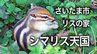 【シマリス天国】さいたま市・市民の森「リスの家」行ってきました 【シマリス天国】さいたま市・市民の森「リスの家」行ってきました