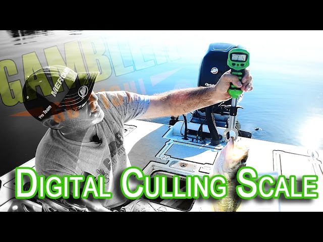 Gambler Digital Culling Scale 