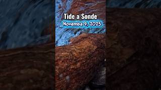 Sunday November 8, 2025