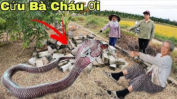 Cuộc Gọi Khẩn Cấp Của Bác Nông Dân Phát Hiện 3 Con Rắn Hổ Mang Ẩn Lấp Trong Đống Gạch Cũ