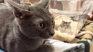 Cat likes going to bed with Hamster | Lucky Korat Cat by Lucky Korat Cat 2,305 views 2 years ago 2 minutes, 2 seconds