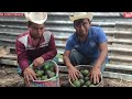 Hoy cortamos nuestros aguacates en el patio y les mostramos la manera correcta de cortarlos 🥑🥑