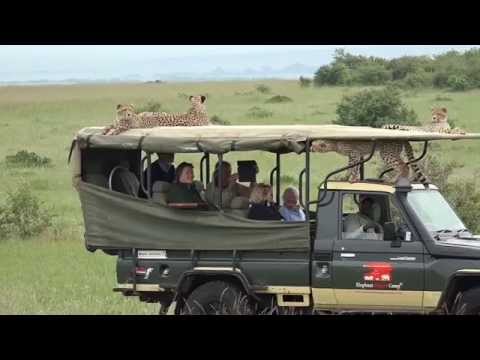 Video: Hur Cheetah Skiljer Sig Från Leoparden