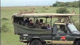 Cheetah jumps into a Safari Vehicle - Masai Mara - Kenya