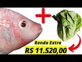 RENDA EXTRA: a TILÁPIA e a ALFACE enchem o BOLSO do produtor na AQUAPONIA.