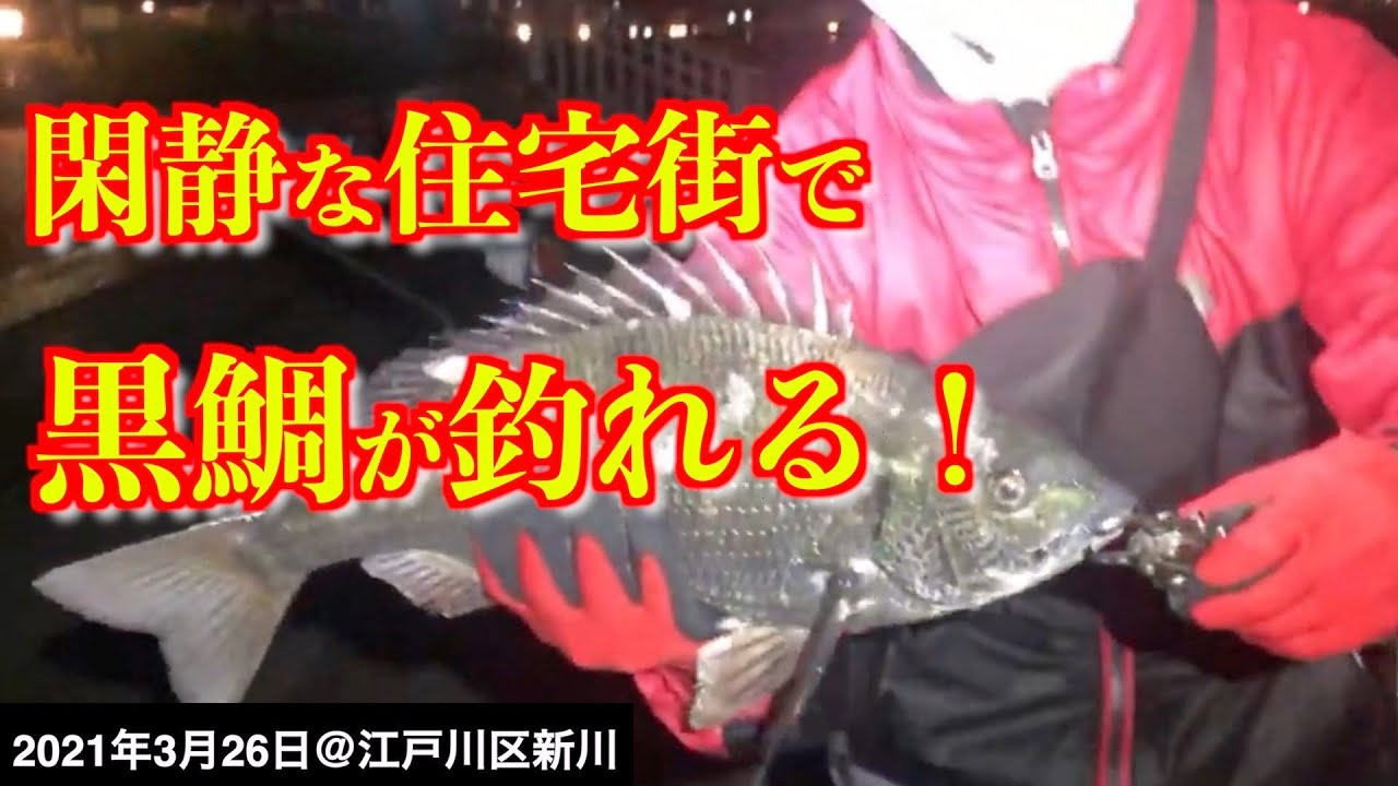 江戸川区新川で釣り ダイソー仕掛けでデカ黒鯛と死闘末に 21年3月26日 Youtube 江戸川区新川で釣り ダイソー仕掛けでデカ黒鯛と死闘末に 21年3月26日 Youtube