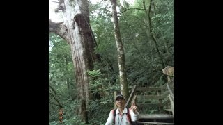 104 3 29 沉醉在北橫秀麗景致裡&amp;造訪塔曼山&amp;拉拉山紅檜巨木 ...