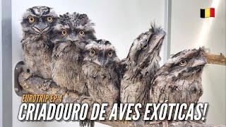 CRIAÇÃO de AVES EXÓTICAS na BÉLGICA | EXOTIC BIRDS BREEDER | #EUROTRIP