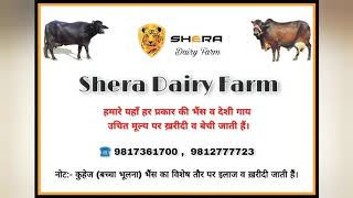#rathi cow For sale in#shera_dairy_farm 9817361700