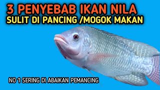 BONGKAR!! PENYEBAB IKAN NILA SUSAH MAKAN||MANCING NILA