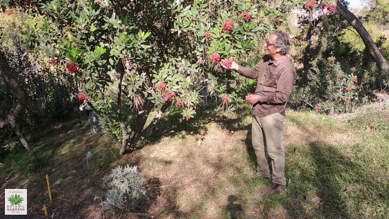 Toyon - A California Native - Napa Master Gardener Column - ANR Blogs