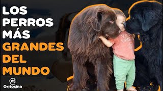 TOP 10 DE LAS RAZAS DE PERROS MÁS GRANDES DEL MUNDO