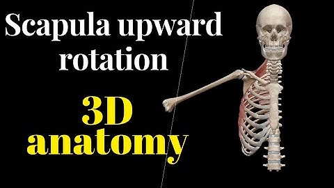Scapula upward Rotation || 3D anatomy || Range of motion || #anatomy #scapula #muscle #3danatomy