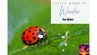 Little Wings of Wonder For Kids: The Secret Lives of Ladybugs