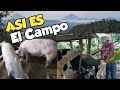 Cómo ALIMENTAR los animales en el Campo | Así se CUIDAN los animales en Guatemala