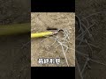 ひららラテラル破損 #shorts