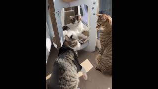 Kıyasıya Bir Rekabet Hangi Tom Kazanacak Acaba🙈🙉Animals S🐈‍⬛🐈Cute❤️Funny S🎬😂