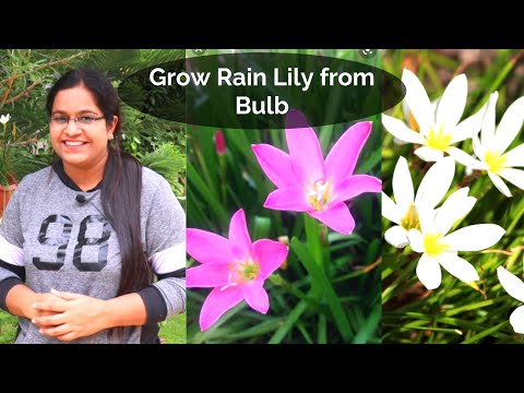 Wideo: Pielęgnacja cebulek lilii deszczowej - jak uprawiać lilie deszczowe