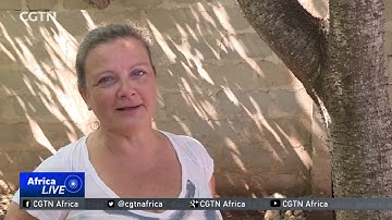 Sandbox trees produce poisonous sap that can cause blindness