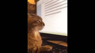 Modelo TCP/IP vs. Modelo OSI