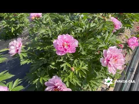 First Arrival peony.