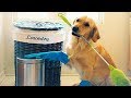 SMART PETS: CAT & DOG CUTE VIDEOS | Funny Pets Compilation