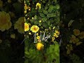 1мая#первомай #красота #beautiful #flowers #цветы #shortsviral #shorts