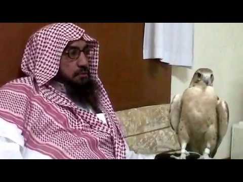زعال القزاع طير ولابن رثيع