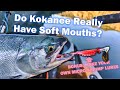 Do Kokanee Really Have Soft Mouths? [Make Your Own Kokanee