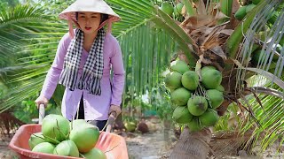 Harvesting Coconut, Apple, Aloe Vera and Rambutan | Harvest in summer, Cooking
