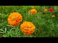 മുക്കുറ്റിപൂവും നറുതുമ്പപ്പൂവും - Mukkutippoovum Naruthumbappoovum - Festival Songs ( ഓണപ്പാട്ടുകൾ )