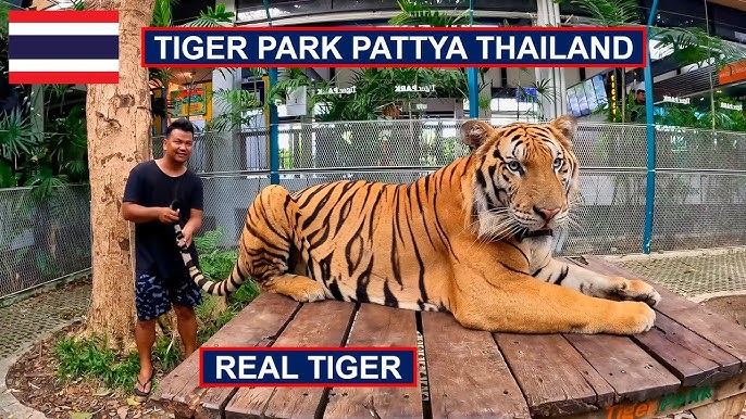 Critter Lane Petting Zoo - IT'S TIGER TIME!!!! The White tigers ...