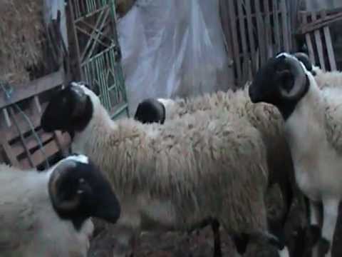 Πρόβατα γαλακτοπαραγωγής