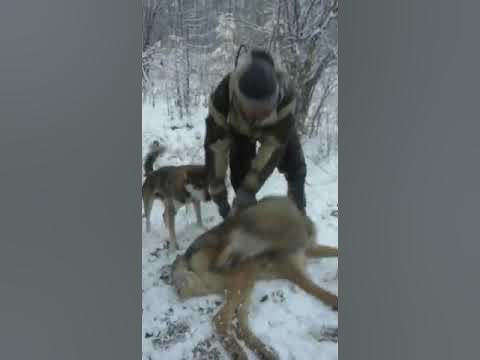 Охота на полярного волка в Якутии - YouTube