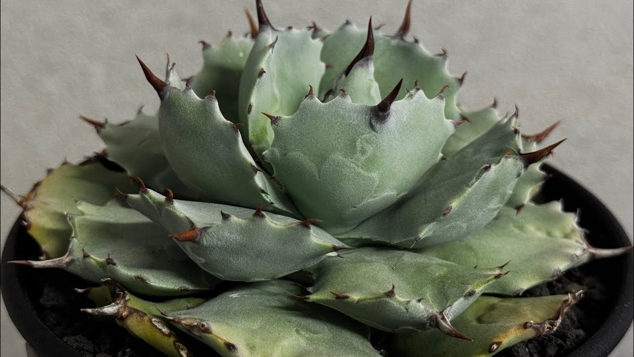Royal agave産＞アガベ・イシスメンシス （中株）-001｜ agave isthm