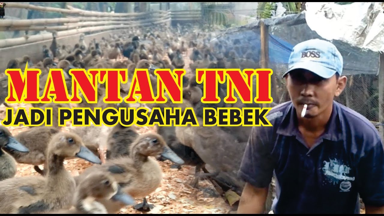 Cara Ternak Bebek dan Budidaya Lele #Part-2 | Tips & Trick 2018 