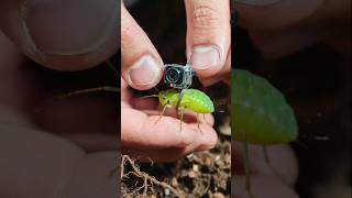 Animal: Aphid Colony Crawler | animal short video #shorts #viral
