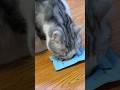Catty found something #catty #cat #catvideos #animalvideos #cute #kitten